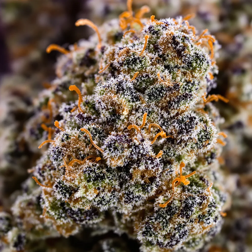Gros plan de fleur de cannabis Herijuana montrant calices denses aux reflets violets
