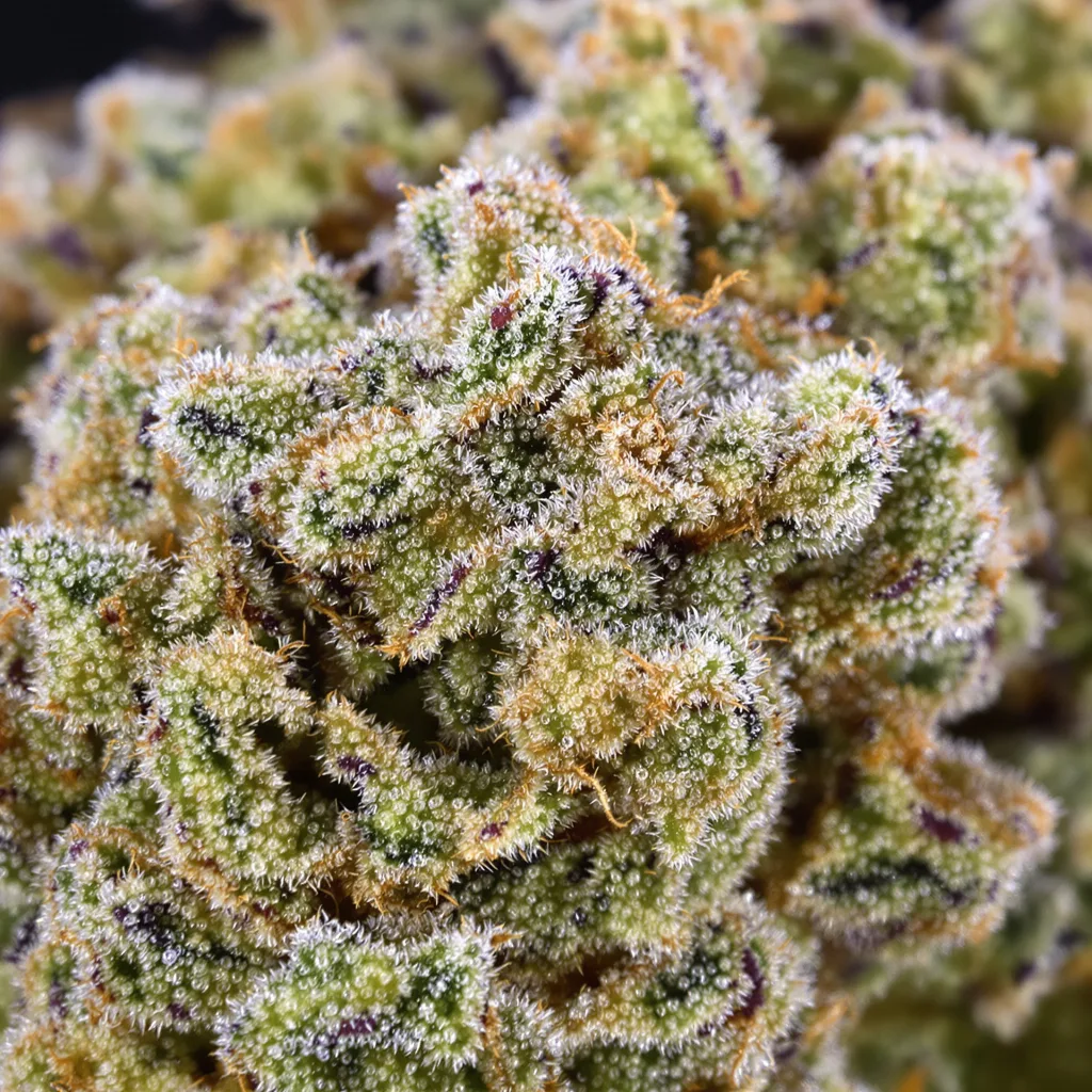 Gros plan de fleur de cannabis High Resin Pack montrant nugs denses vert forêt