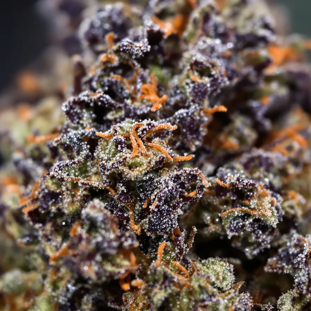 Gros plan de fleur de cannabis Hindu Kush montrant calices denses aux reflets violets