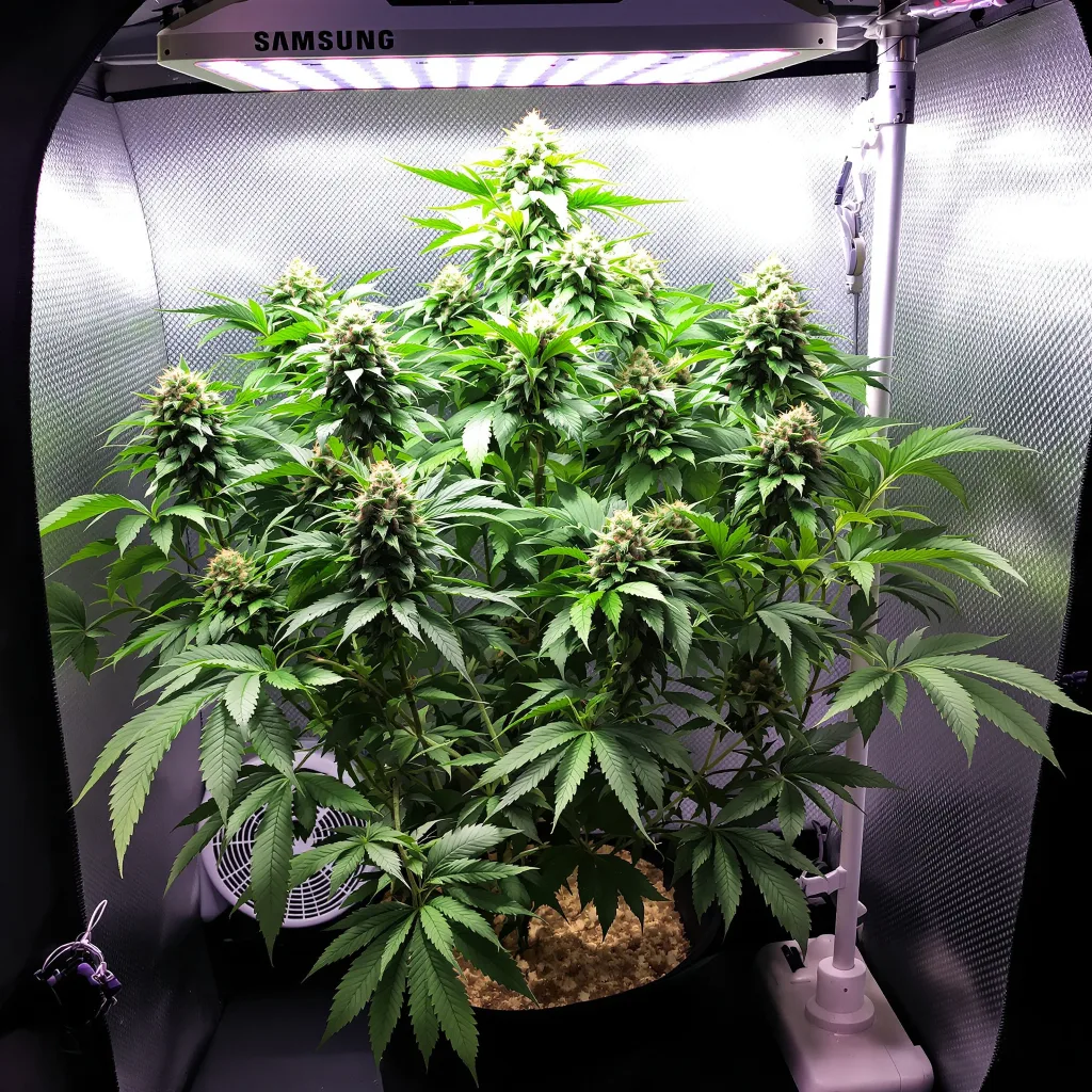 Plante de cannabis Hindu Skunk en floraison — 90-130 cm féminisée