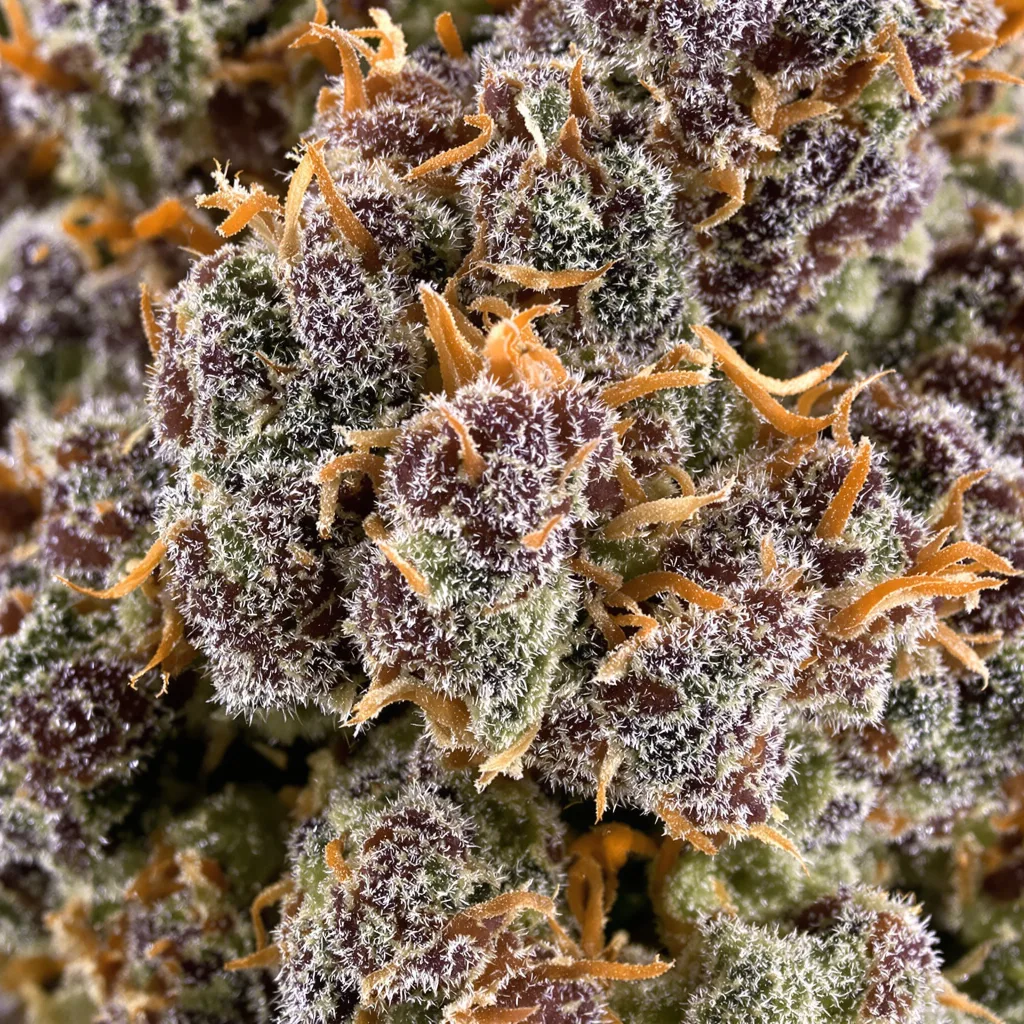 Gros plan de fleur de cannabis Hindu Skunk montrant calices denses aux reflets violets