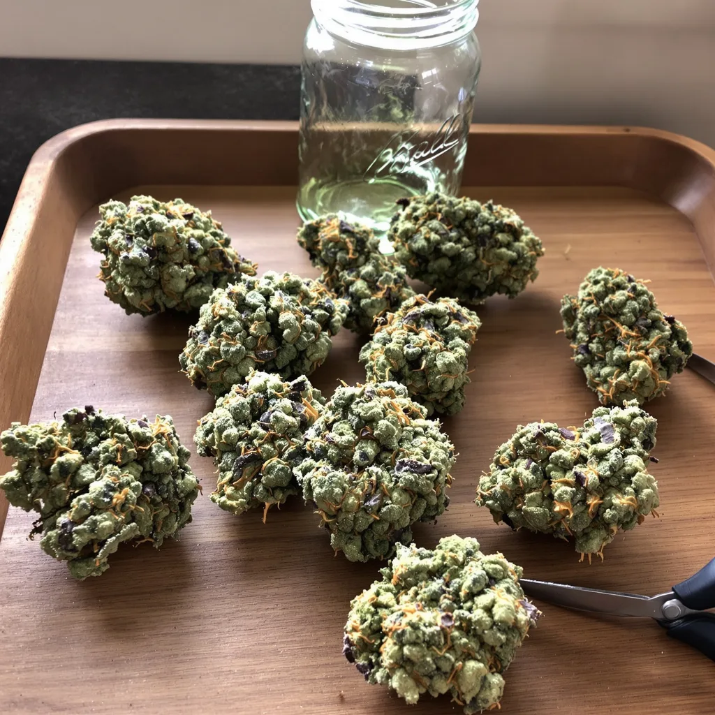 Hippie Crippler 50% indica / 50% sativa — fleur avec trichomes visibles