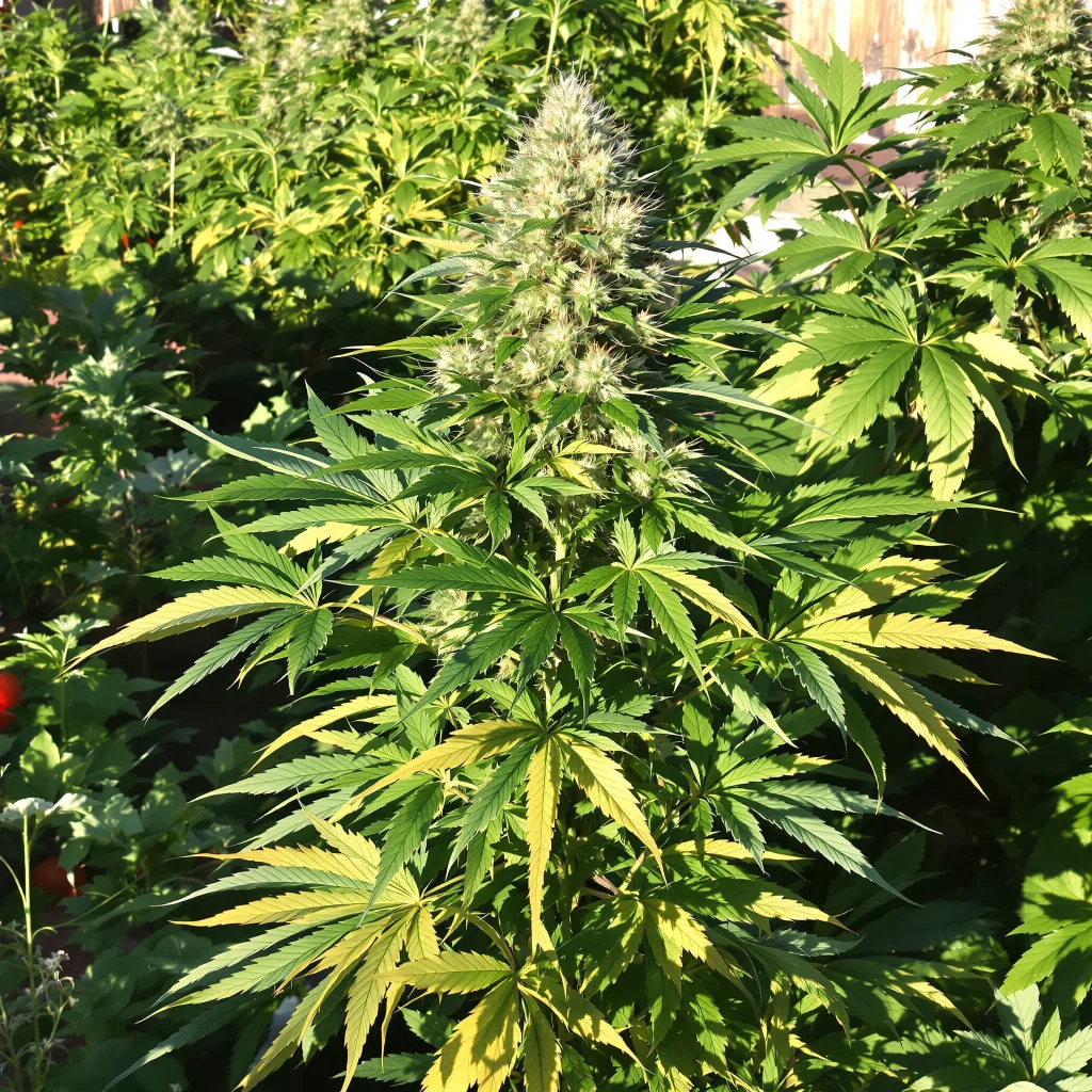 Hog's Breath 66% indica / 34% sativa — fleur avec trichomes visibles