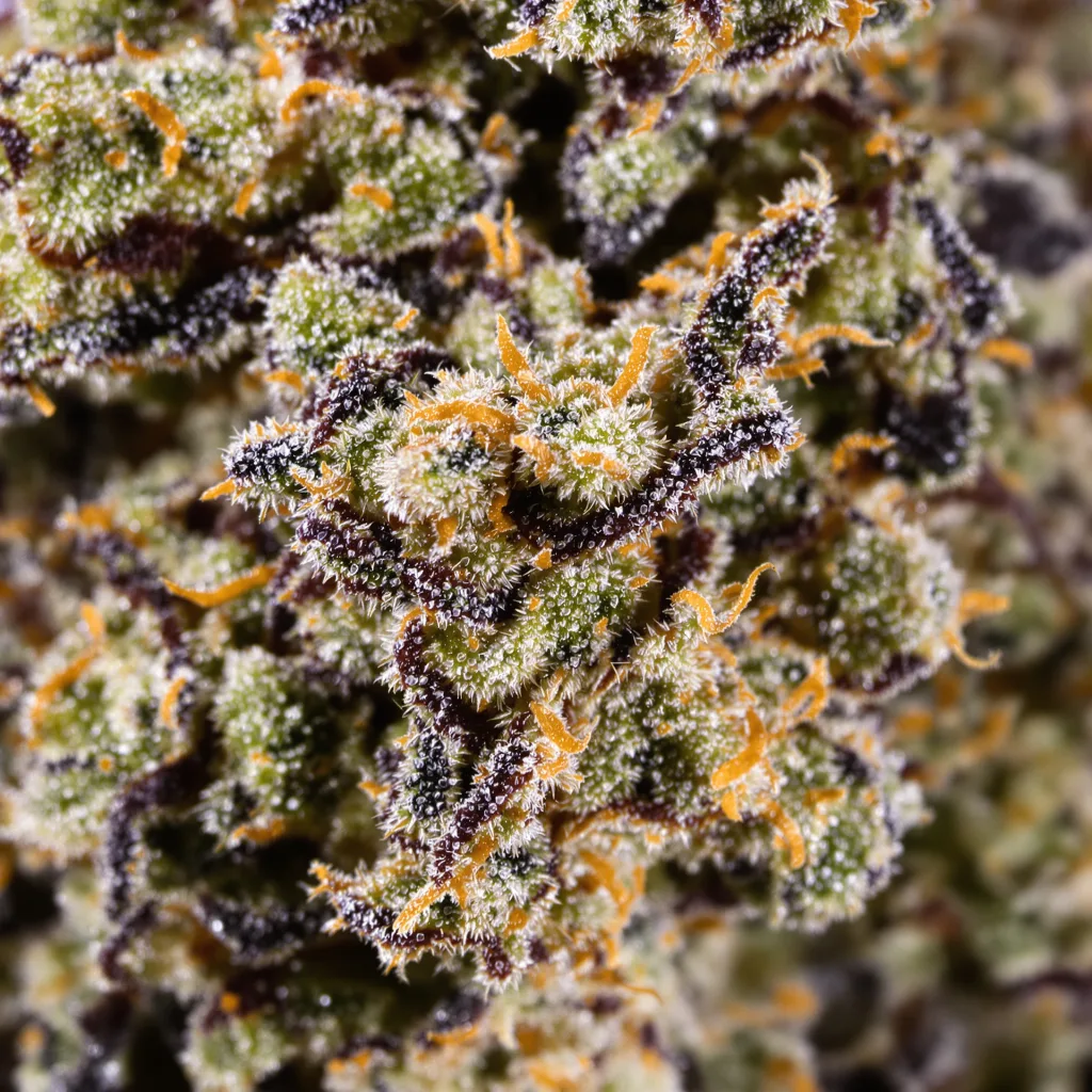 Gros plan de fleur de cannabis Honey Banana montrant calices denses aux reflets violets