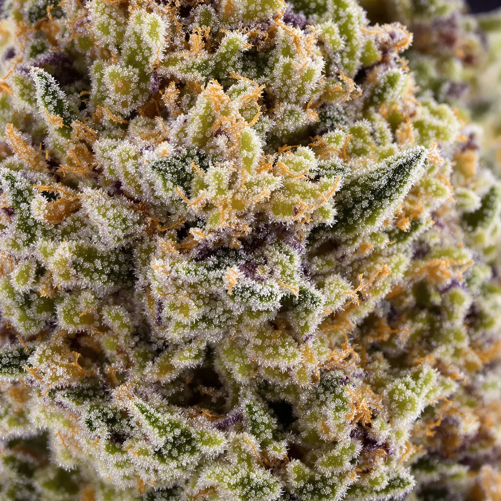 Gros plan de fleur de cannabis Huckleberry montrant structure équilibrée avec trichomes givrés