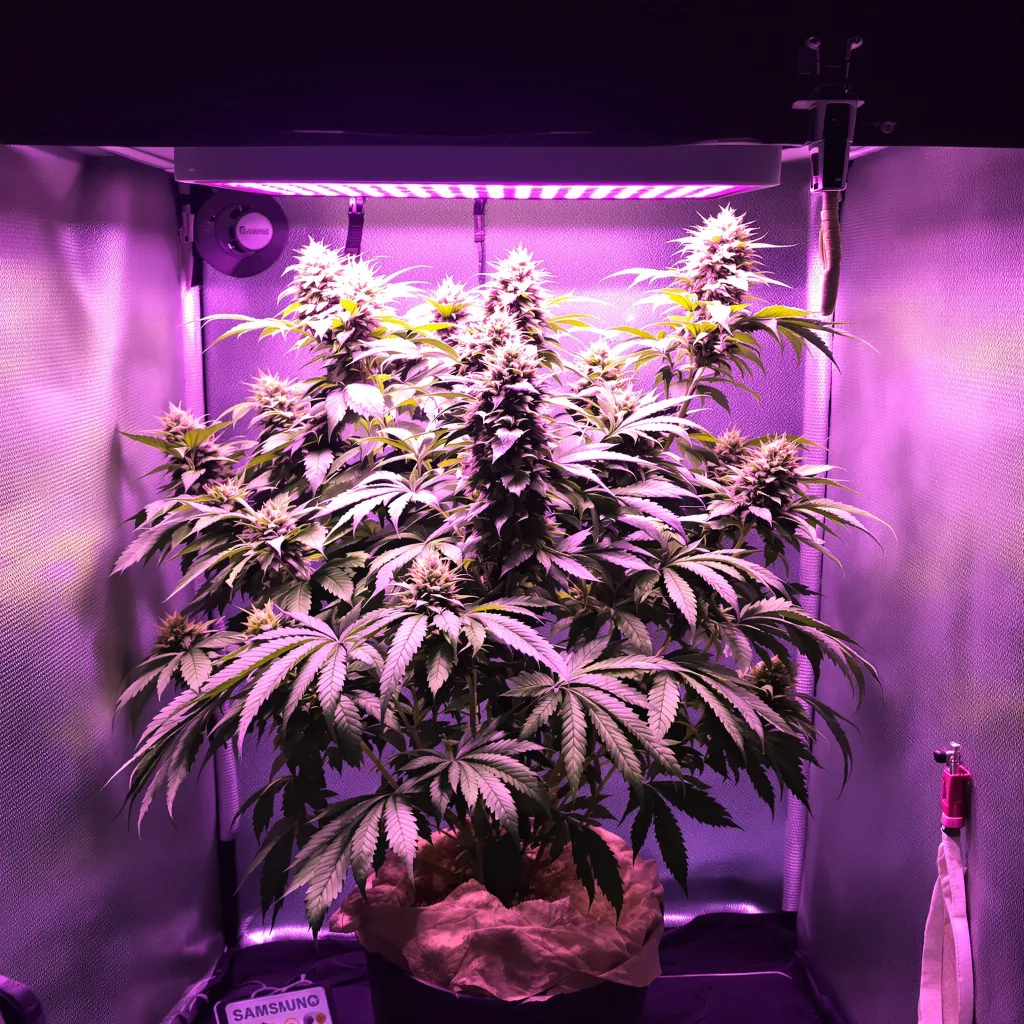 Plante de cannabis Humboldt Dream en floraison — 90-130 cm féminisée