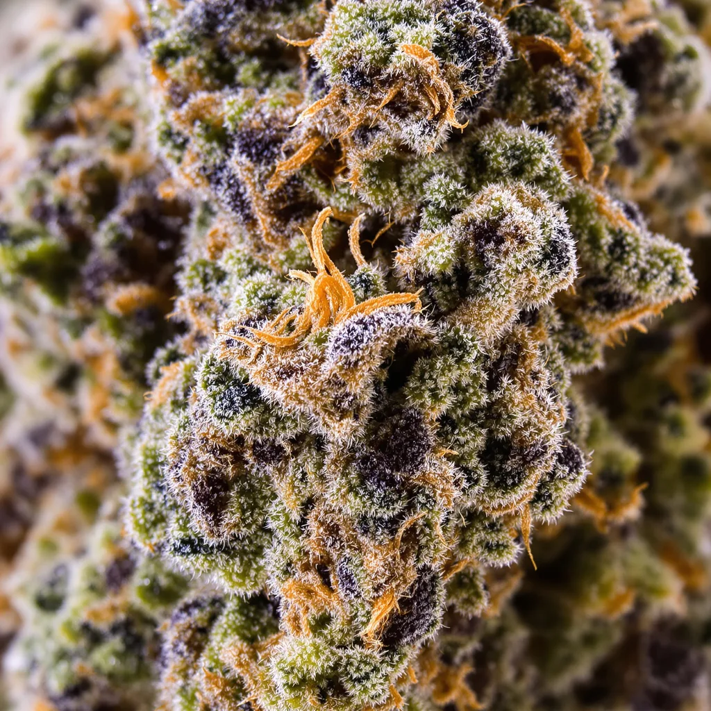 Gros plan de fleur de cannabis Humboldt Dream montrant calices denses aux reflets violets