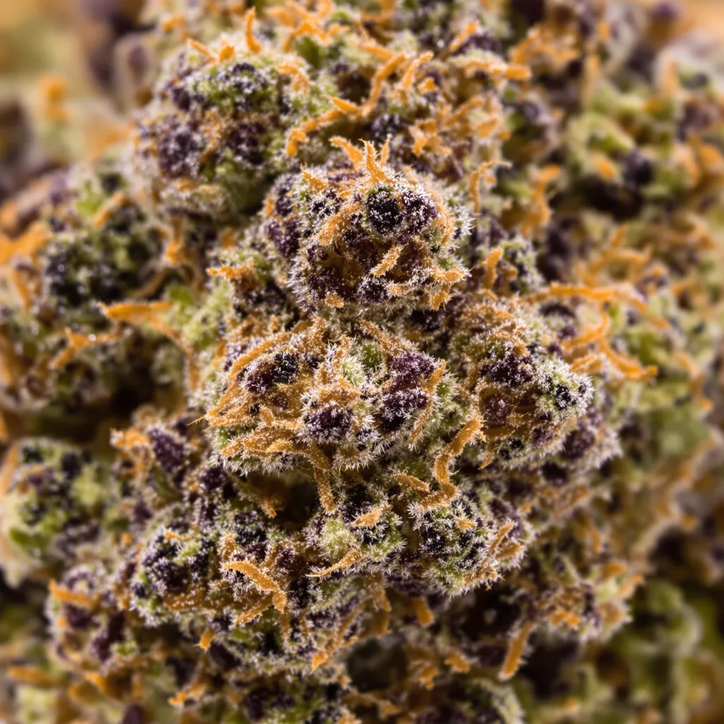 Gros plan de fleur de cannabis I-95 montrant calices denses aux reflets violets