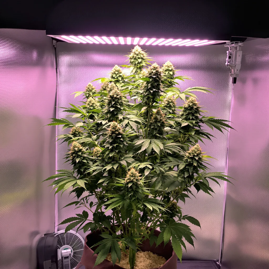 Plante de cannabis Ice Cream en floraison — 120-180 cm féminisée