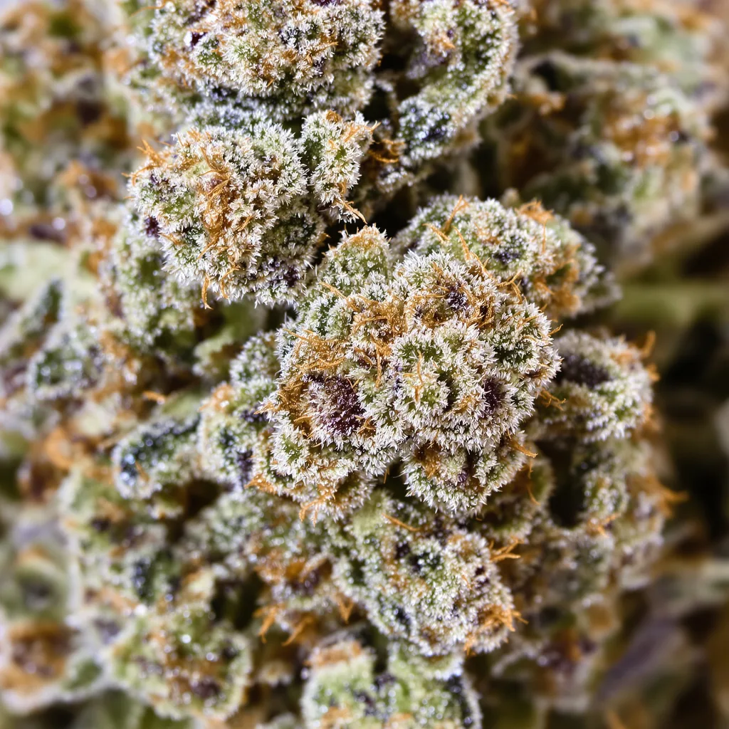 Gros plan de fleur de cannabis Ice Cream montrant nugs denses vert forêt