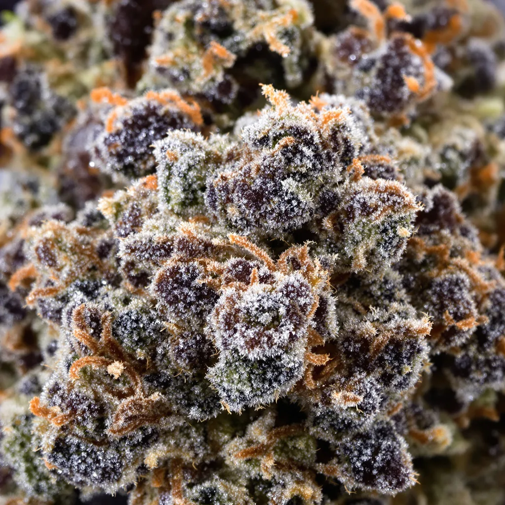 Gros plan de fleur de cannabis Iced Widow montrant calices denses aux reflets violets