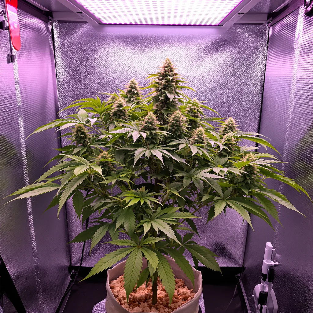 Plante de cannabis Illuminati en floraison — 90-130 cm féminisée