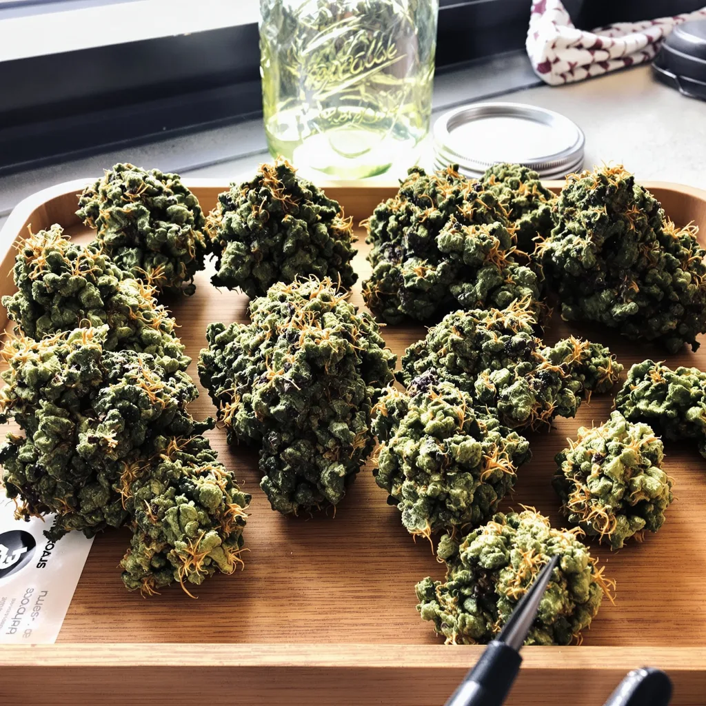 Illuminati OG 80% indica / 20% sativa — fleur avec trichomes visibles
