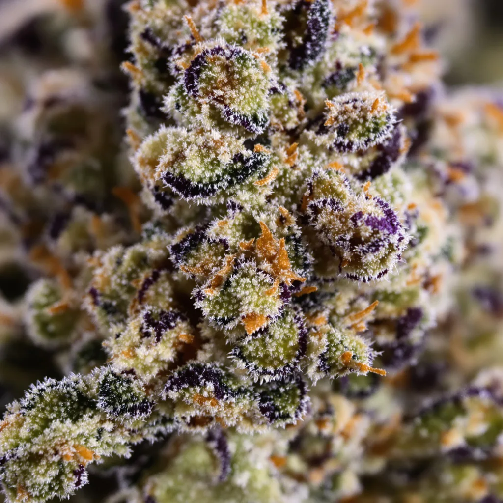 Gros plan de fleur de cannabis Ingrid montrant calices denses aux reflets violets
