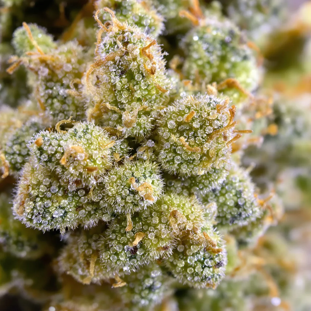 Gros plan de fleur de cannabis Island Sweet Skunk montrant structure aérée vert lime