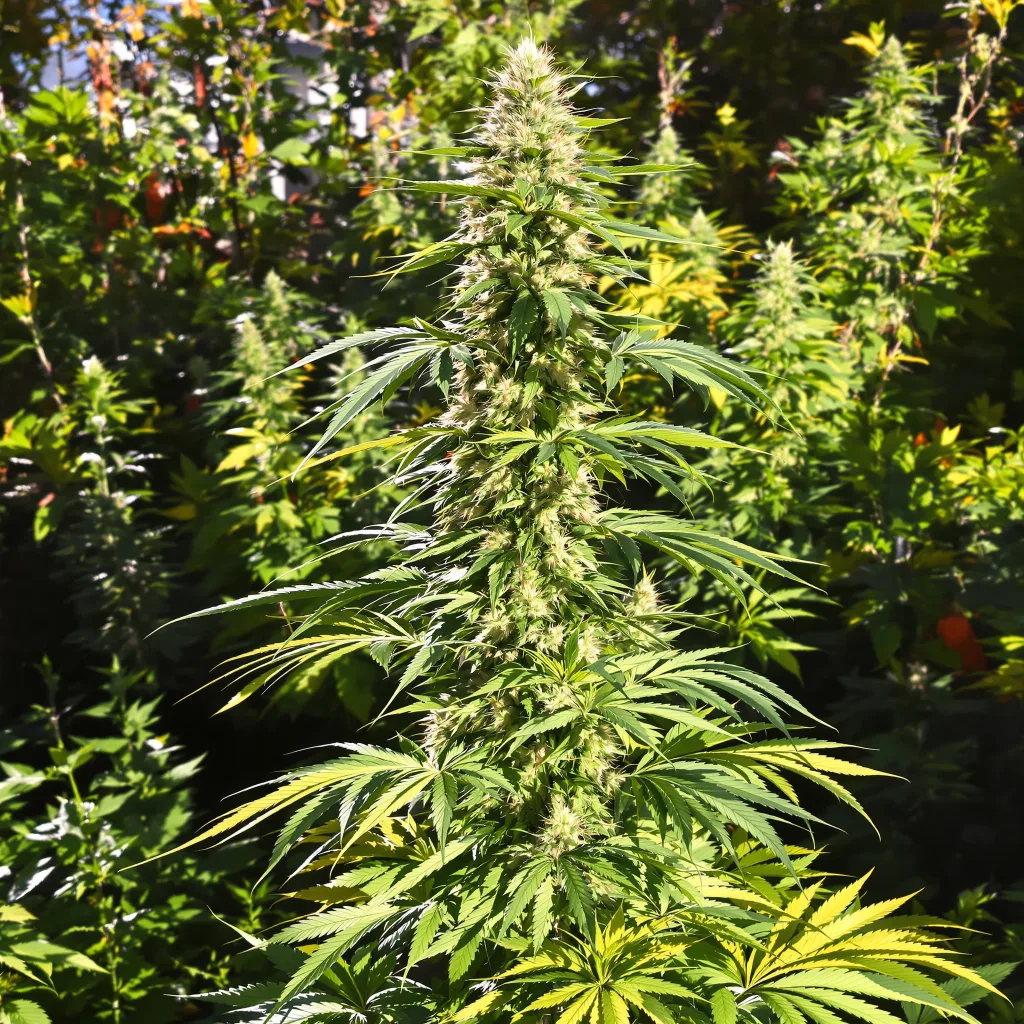 Island Sweet Skunk 25% indica / 75% sativa — fleur avec trichomes visibles