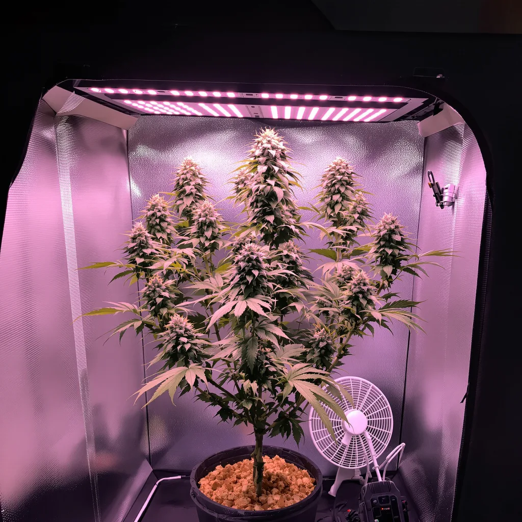 Plante de cannabis Jack Flash en floraison — 120-180 cm féminisée