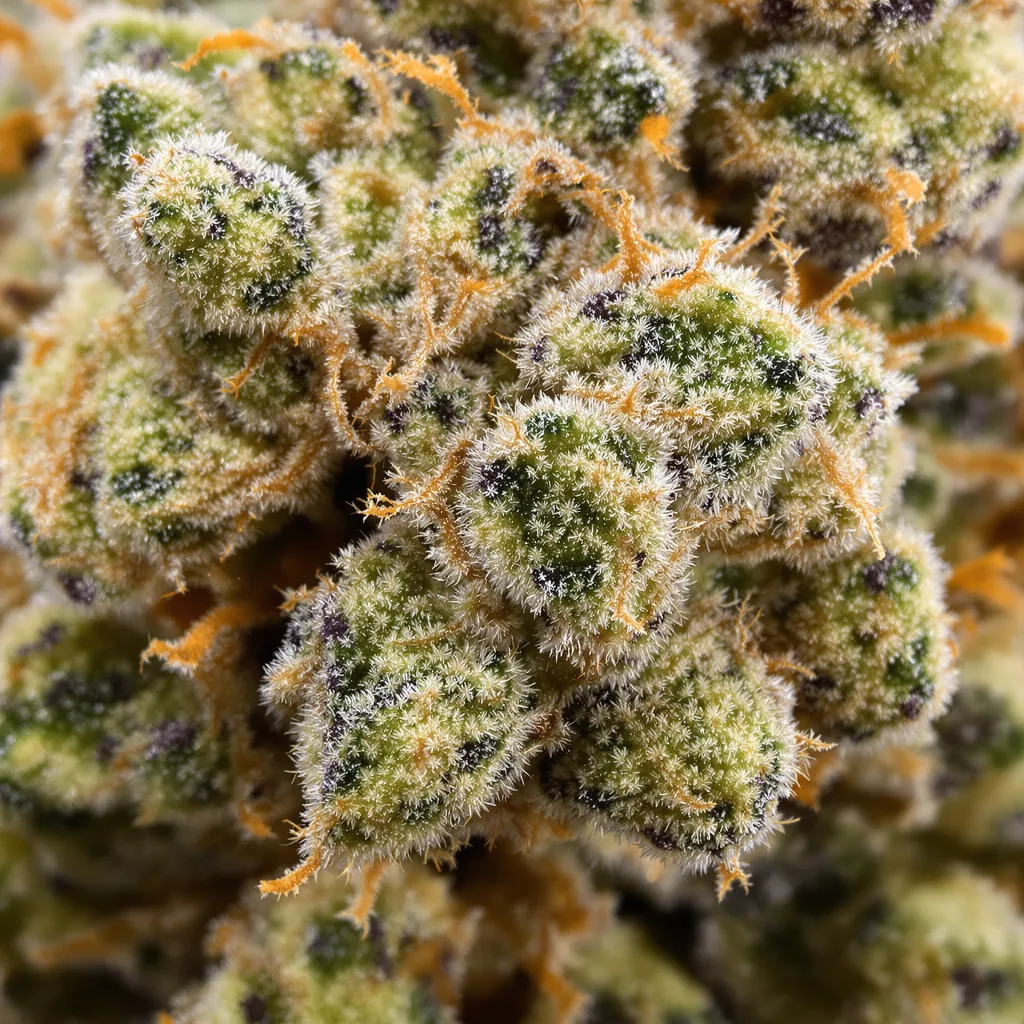 Gros plan de fleur de cannabis Jack Flash montrant nugs denses vert forêt