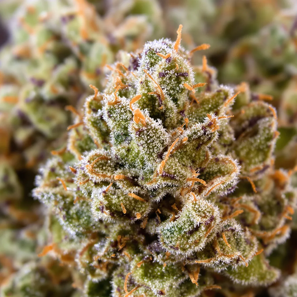 Gros plan de fleur de cannabis Jack Herer montrant structure équilibrée avec trichomes givrés