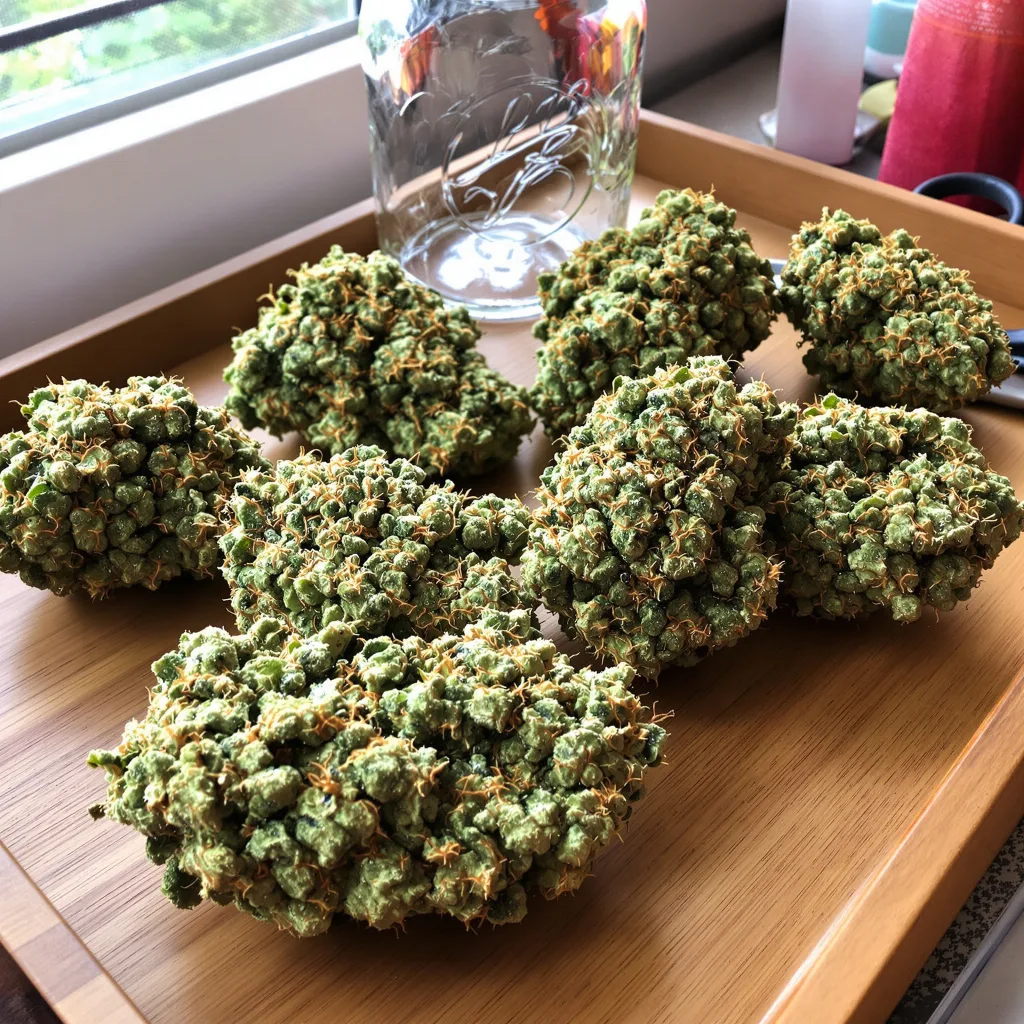 Jack Skellington 25% indica / 75% sativa — fleur avec trichomes visibles