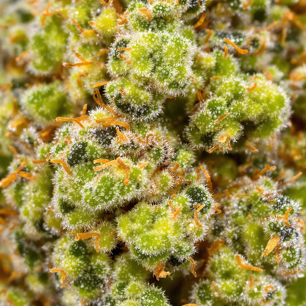 Gros plan de fleur de cannabis Jack the Ripper montrant structure aérée vert lime