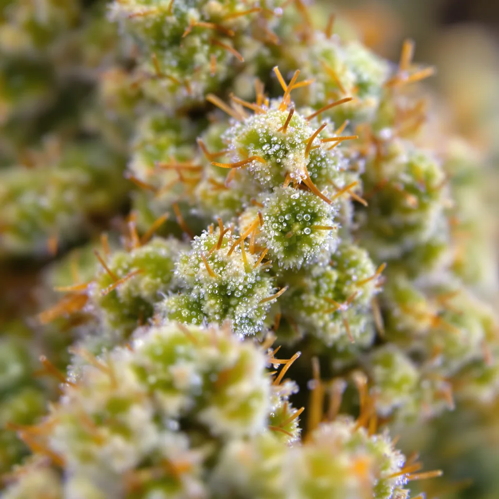 Gros plan de fleur de cannabis Jamaican Dream montrant structure aérée vert lime