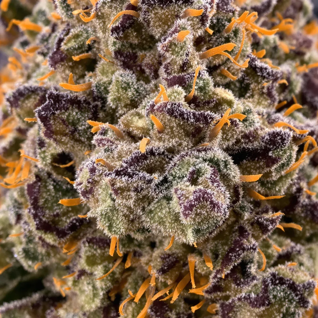 Gros plan de fleur de cannabis Jawa Pie montrant calices denses aux reflets violets