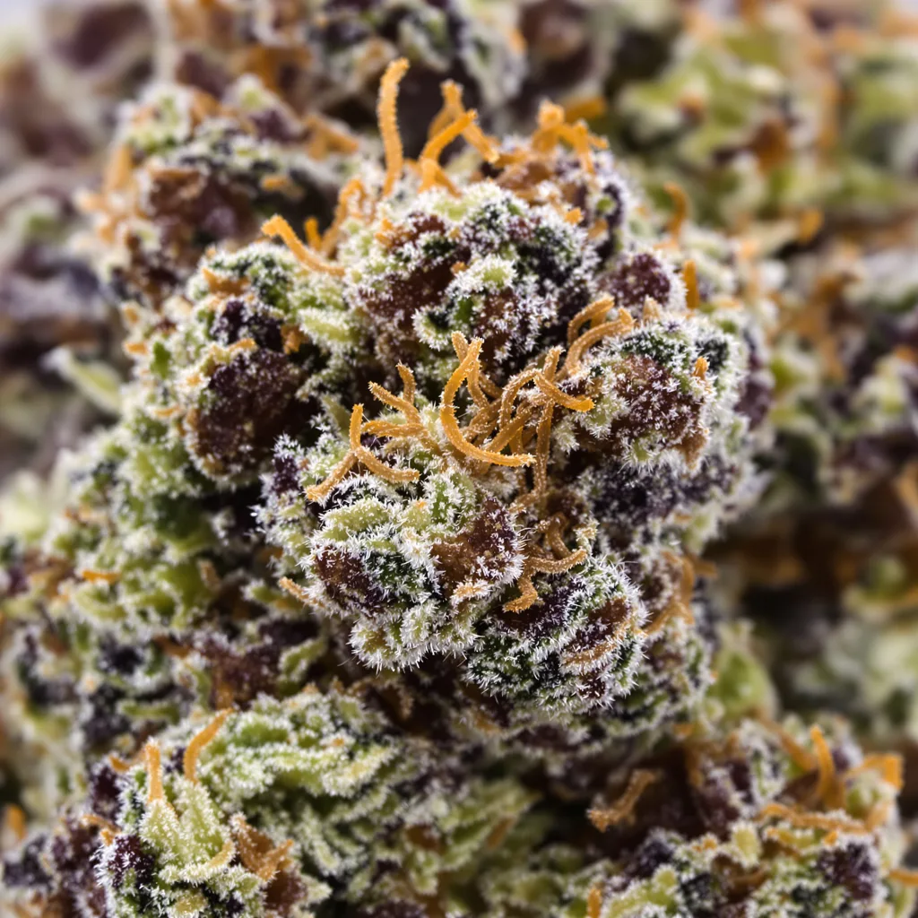 Gros plan de fleur de cannabis Jawa Pie montrant calices denses aux reflets violets