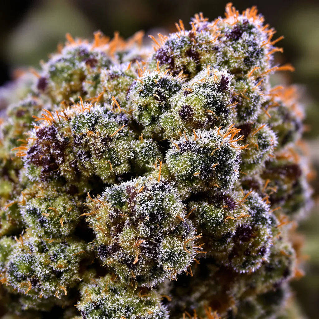 Gros plan de fleur de cannabis Jean Guy montrant structure ouverte avec pistils orangés
