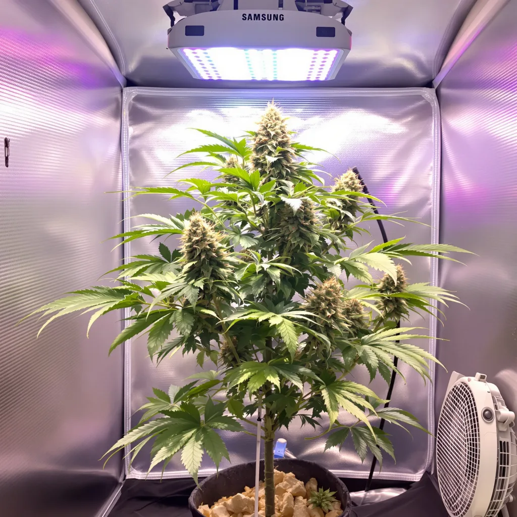 Plante de cannabis Jedi Kush en floraison — 60-100 cm autofloraison