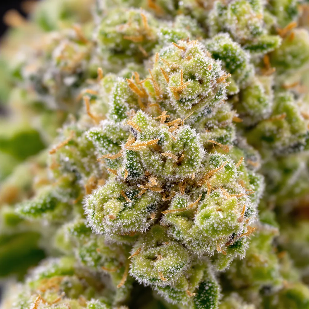 Gros plan de fleur de cannabis Jesus OG montrant structure aérée vert lime