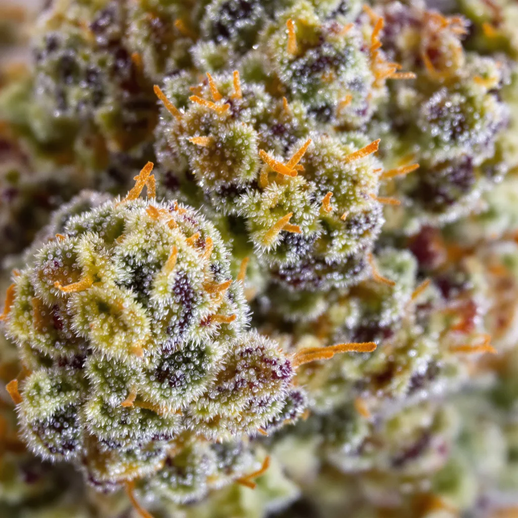 Gros plan de fleur de cannabis Juicy Fruit montrant structure ouverte avec pistils orangés
