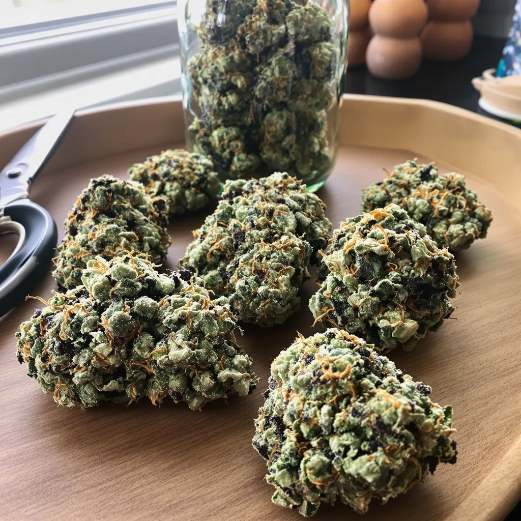 Jungle Lava 63% indica / 37% sativa — fleur avec trichomes visibles