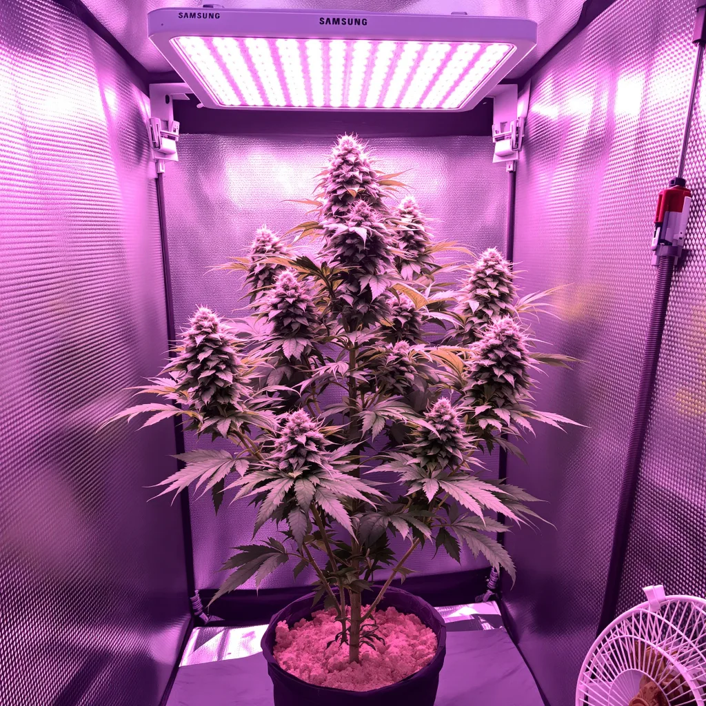 Plante de cannabis Jungle Lava en floraison — 120-180 cm féminisée