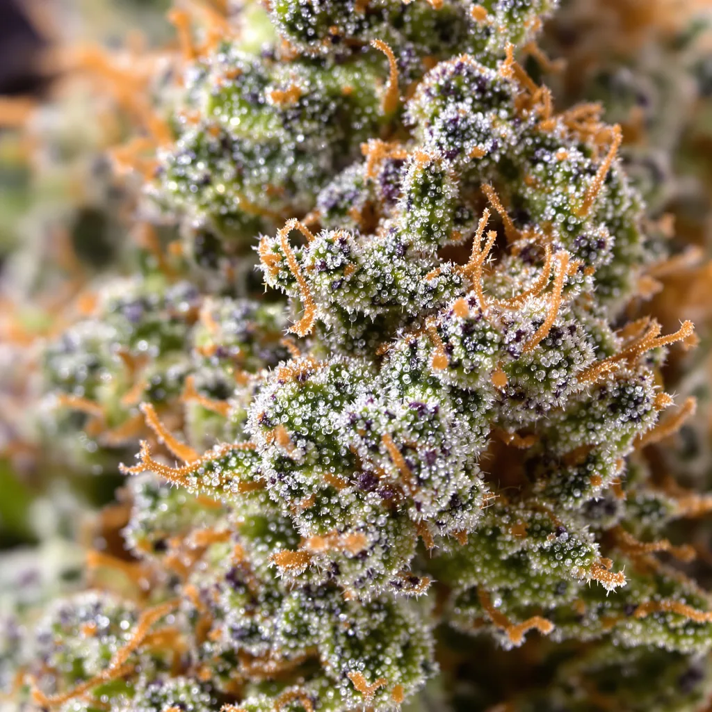 Gros plan de fleur de cannabis Jungle Lava montrant nugs denses vert forêt