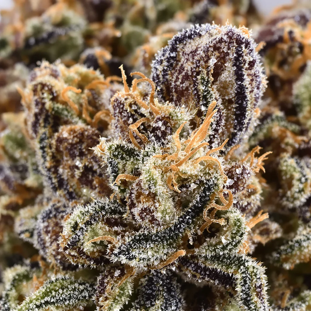 Gros plan de fleur de cannabis Jupiter OG montrant calices denses aux reflets violets