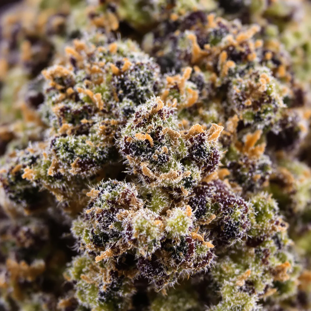 Gros plan de fleur de cannabis K-Train montrant calices denses aux reflets violets