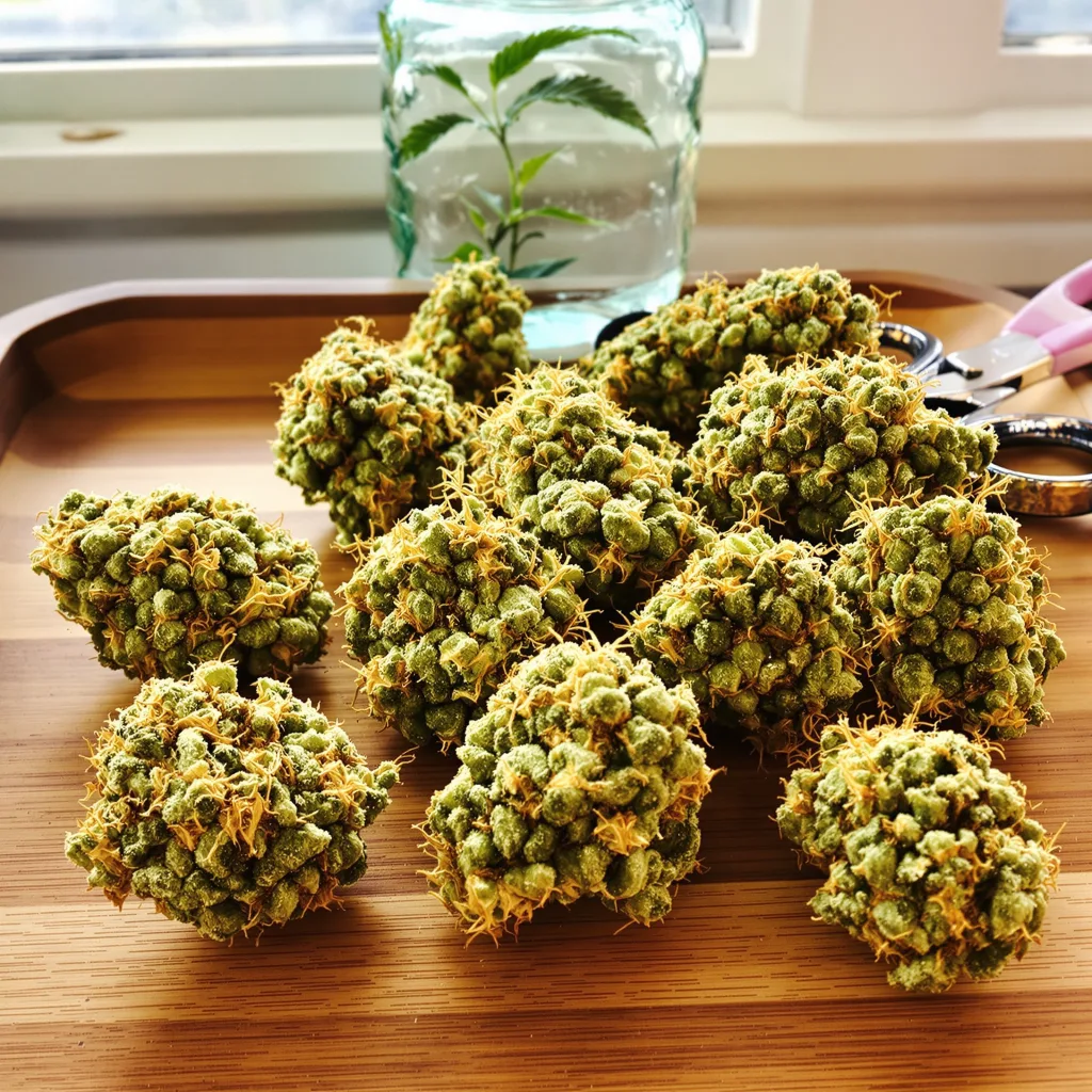 Kahuna 14% indica / 86% sativa — fleur avec trichomes visibles