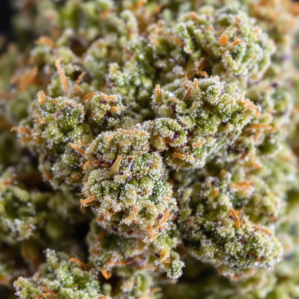 Gros plan de fleur de cannabis Kandy Kush montrant structure équilibrée avec trichomes givrés