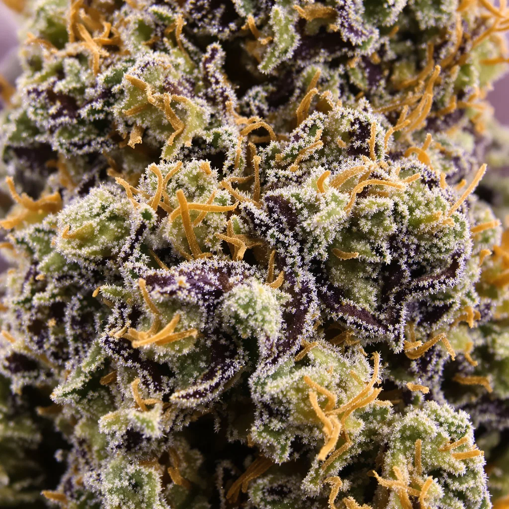 Gros plan de fleur de cannabis Katsu Bubba Kush montrant calices denses aux reflets violets