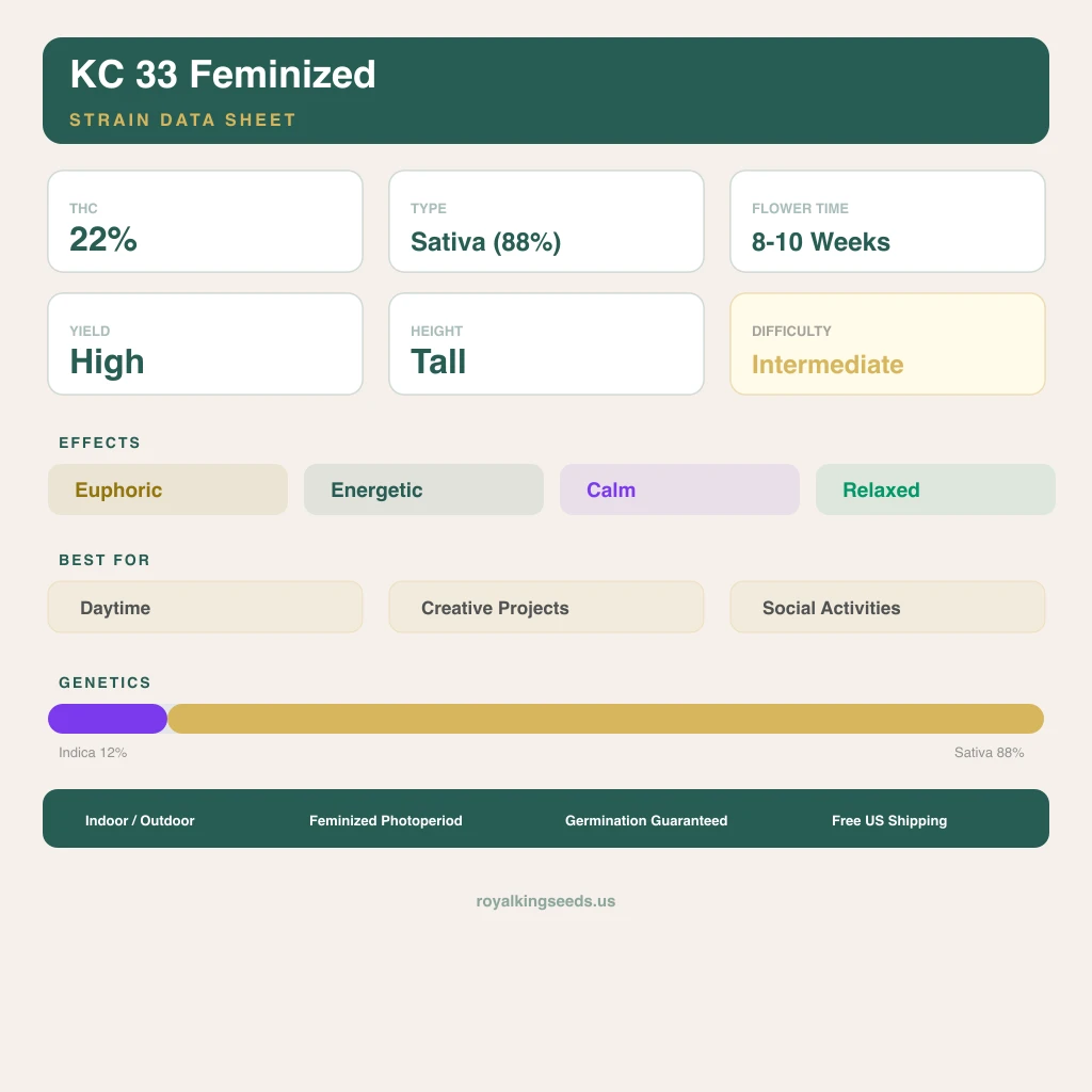 KC 33 12% indica / 88% sativa — fleur avec trichomes visibles