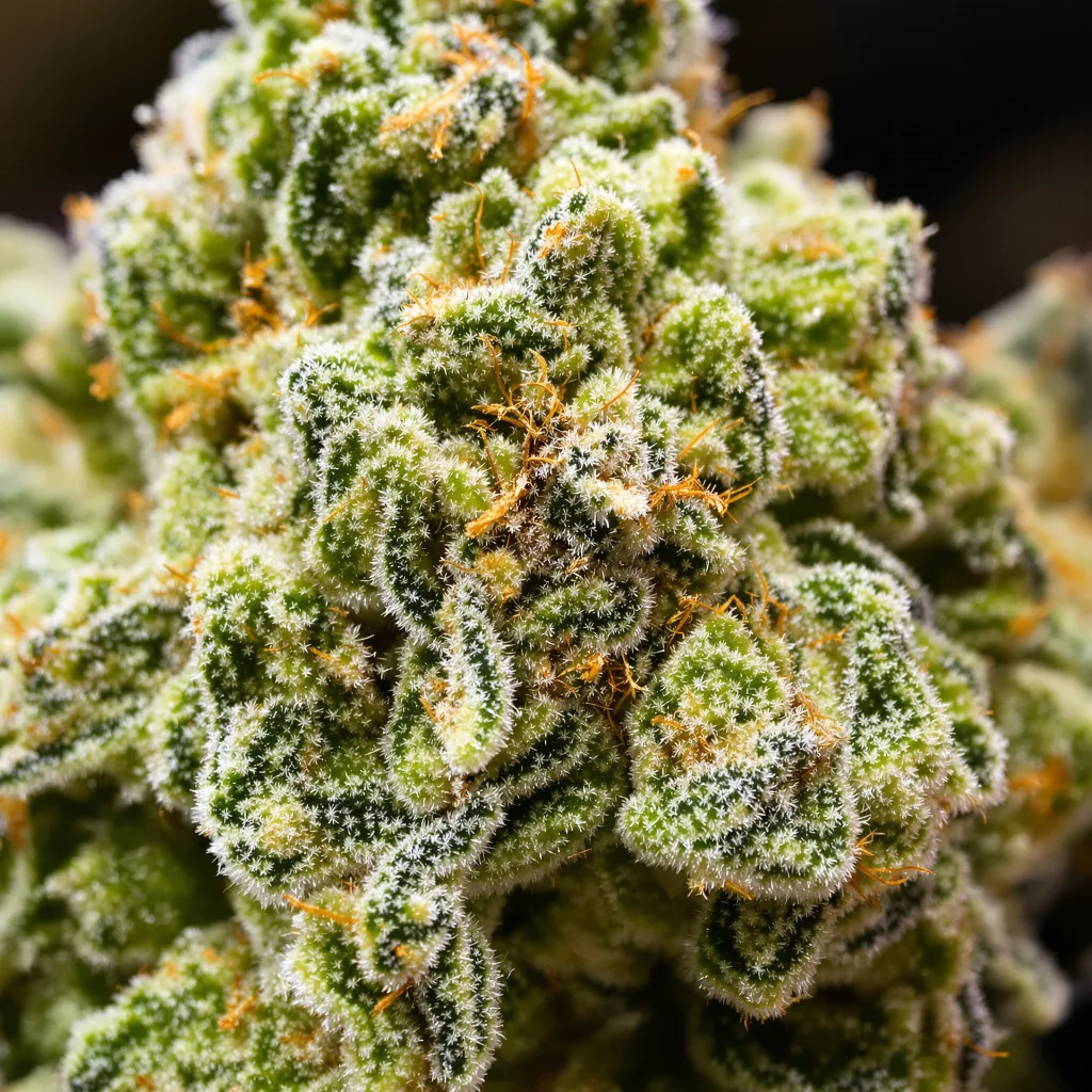 Gros plan de fleur de cannabis Key Lime Pie montrant structure aérée vert lime