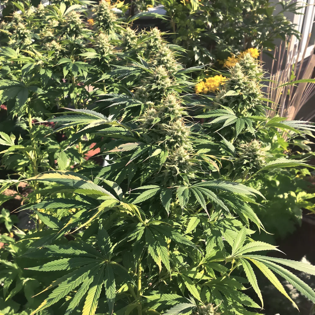 Khalifa Kush 75% indica / 25% sativa — fleur avec trichomes visibles