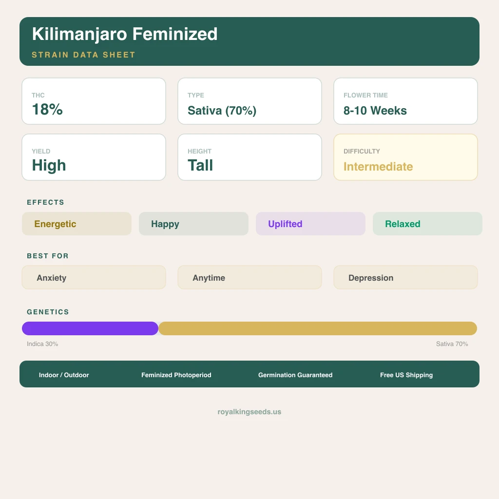 Kilimanjaro 30% indica / 70% sativa — fleur avec trichomes visibles