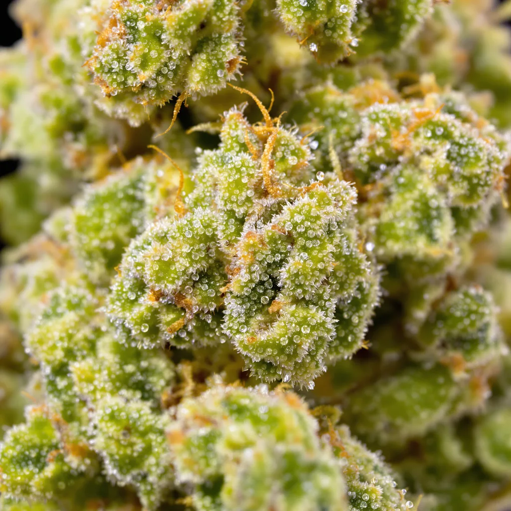 Gros plan de fleur de cannabis Kilimanjaro montrant structure aérée vert lime