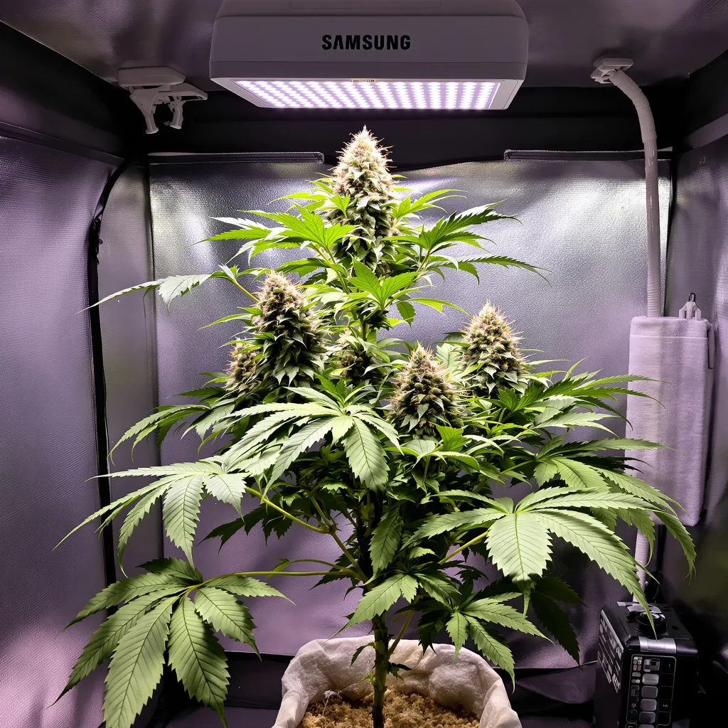 Plante de cannabis Killer en floraison — 90-130 cm féminisée