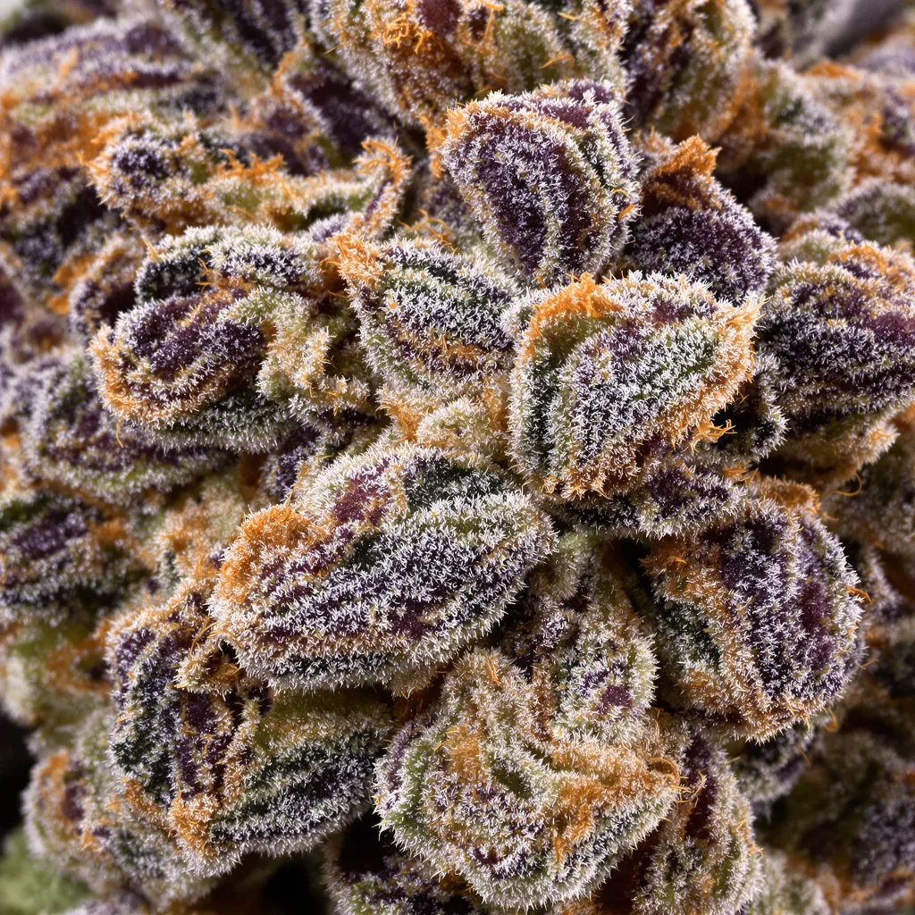 Gros plan de fleur de cannabis Killer Grape montrant calices denses aux reflets violets