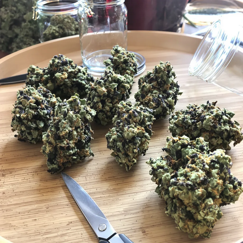 King Kong 80% indica / 20% sativa — fleur avec trichomes visibles