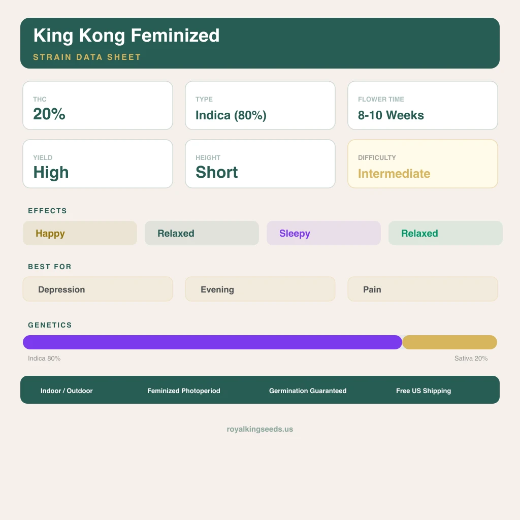 King Kong 80% indica / 20% sativa — fleur avec trichomes visibles