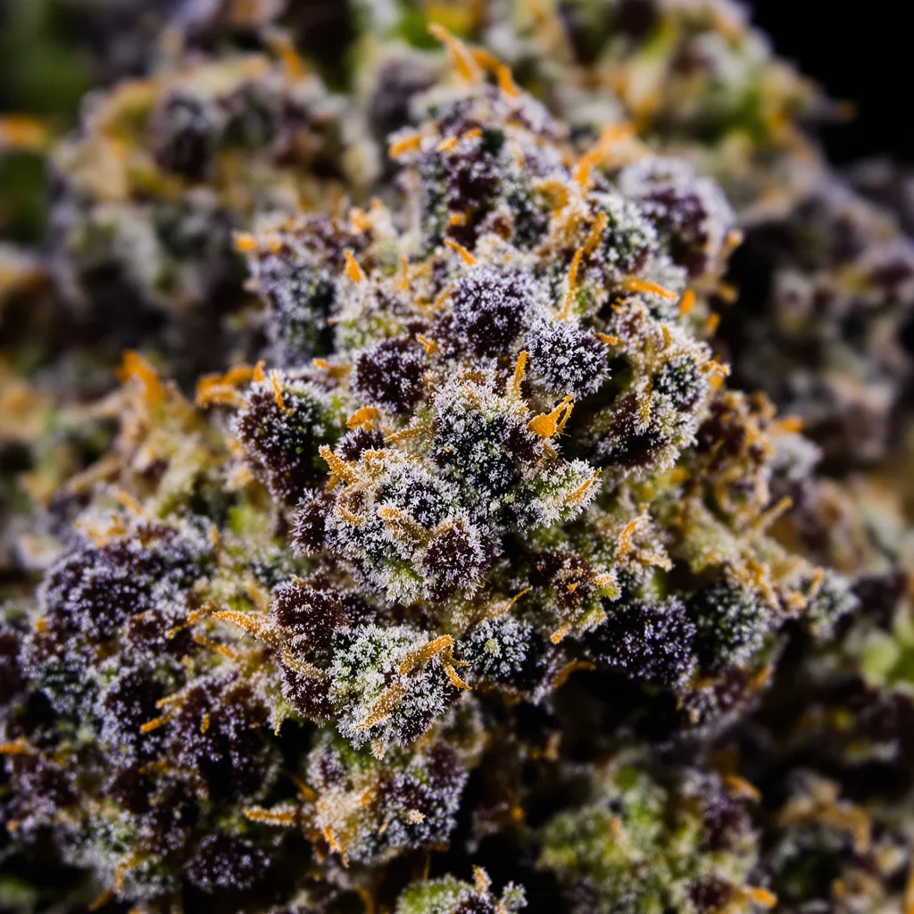 Gros plan de fleur de cannabis King Kong montrant calices denses aux reflets violets